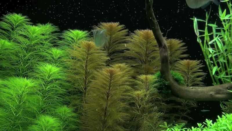 Перистолистник или уруть: 15 видов, уход за аквариумным растением
