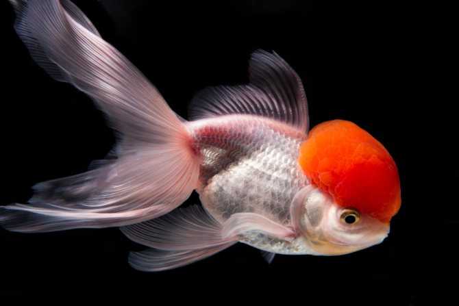 Золотая рыбка – оранда, уход и содержание