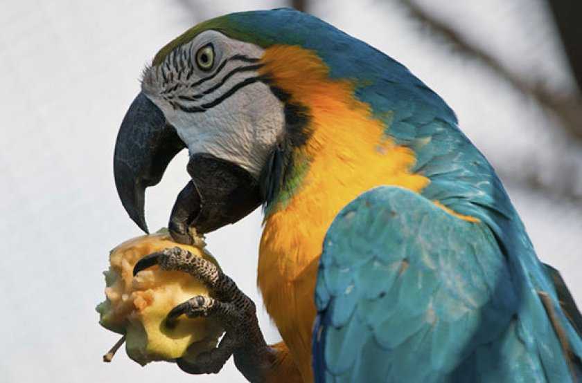 Попугай ара: преимущества, характер и образ жизни, уход и содержание, отзывы владельцев