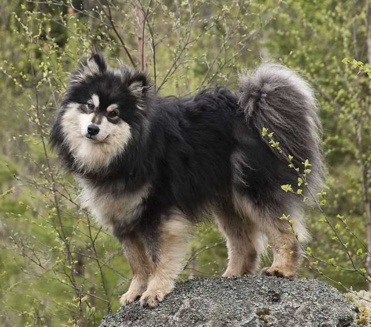 Шведский лаппхунд - собаки, породы, уход за животными