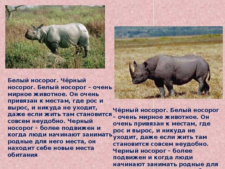 Носорог – подслеповатый гигант