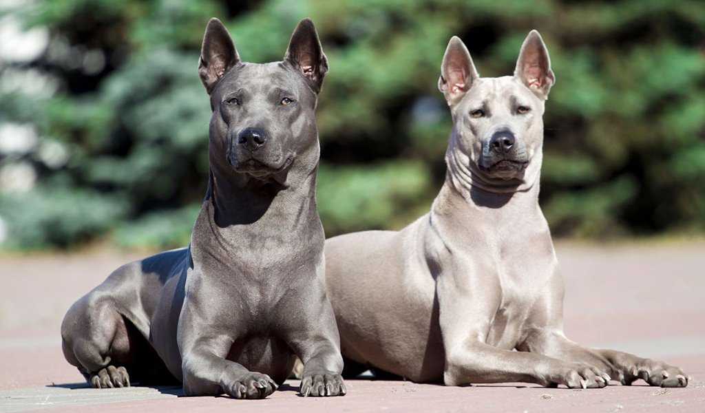 Редкие необычные породы собак: названия фотографии | интересный сайт