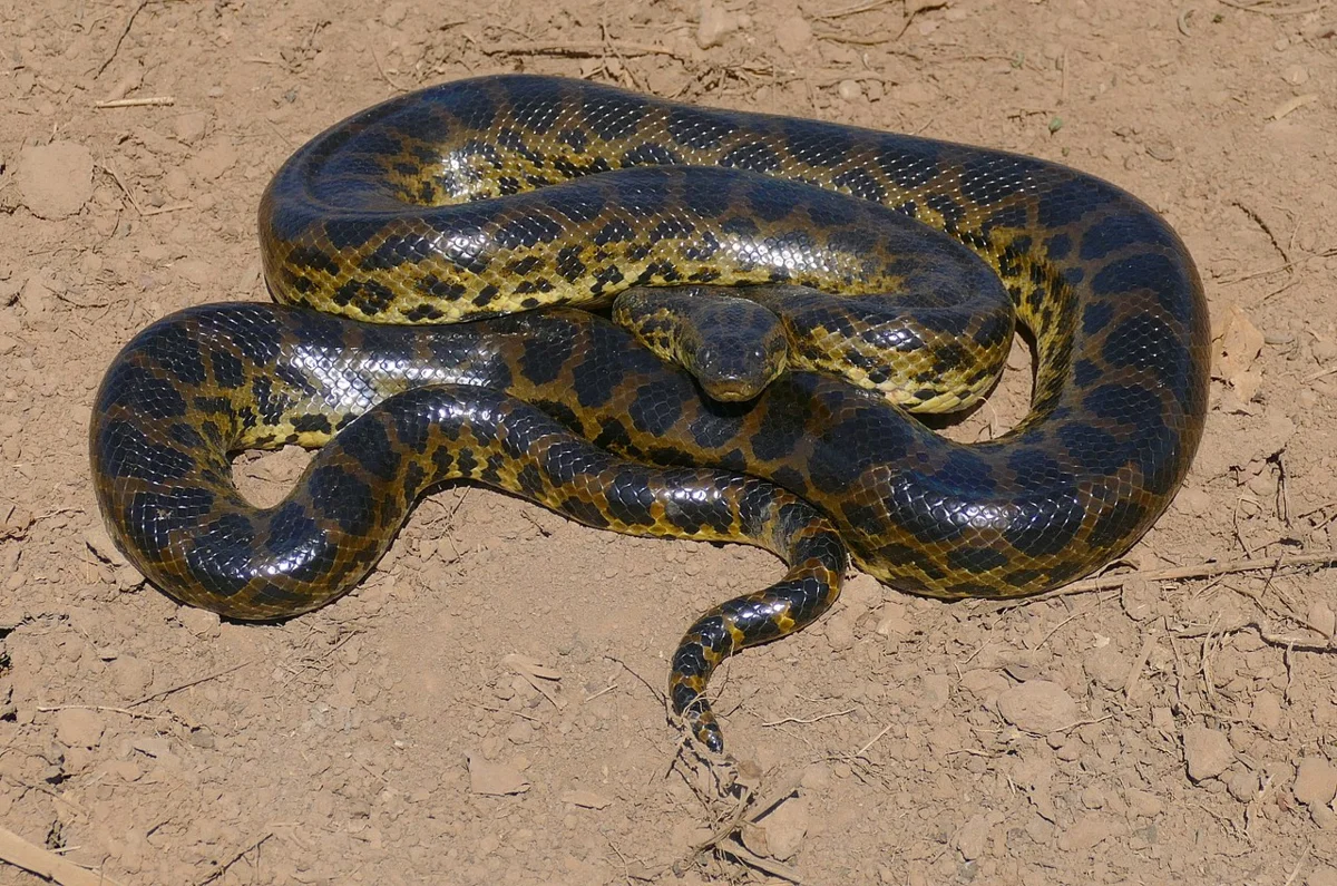 Самая крупная в мире змея — анаконда