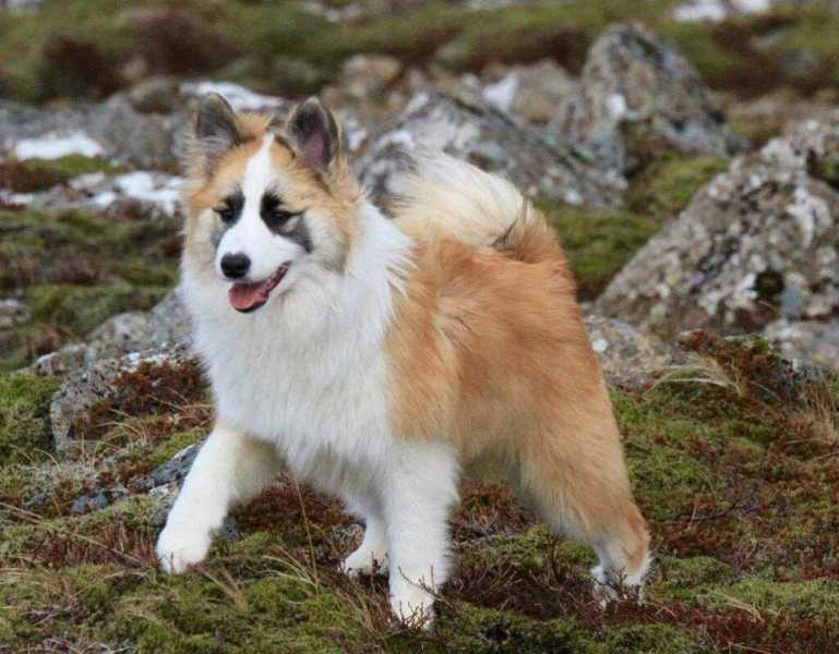ᐉ описание породы исландская собака - ➡ motildazoo.ru