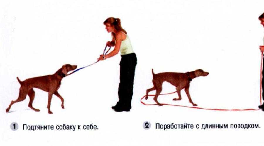 Прогулка с собакой - важные правила