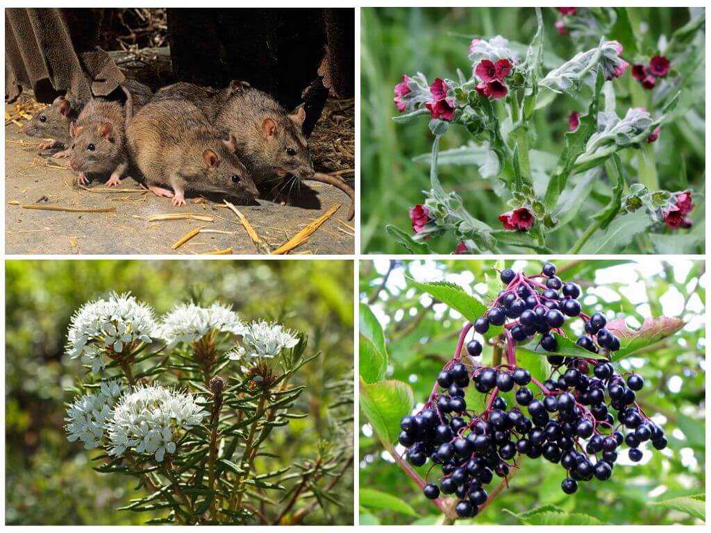 Какого запаха боятся мыши и крысы, какие любят? как убрать запах мышей?