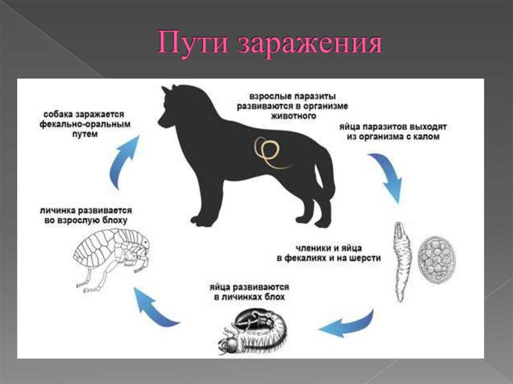Разновидности собачьих цепней: огуречный дипилидиоз и бычий, их симптомы и лечение у собак Лабораторная диагностика и профилактика заражения паразитами