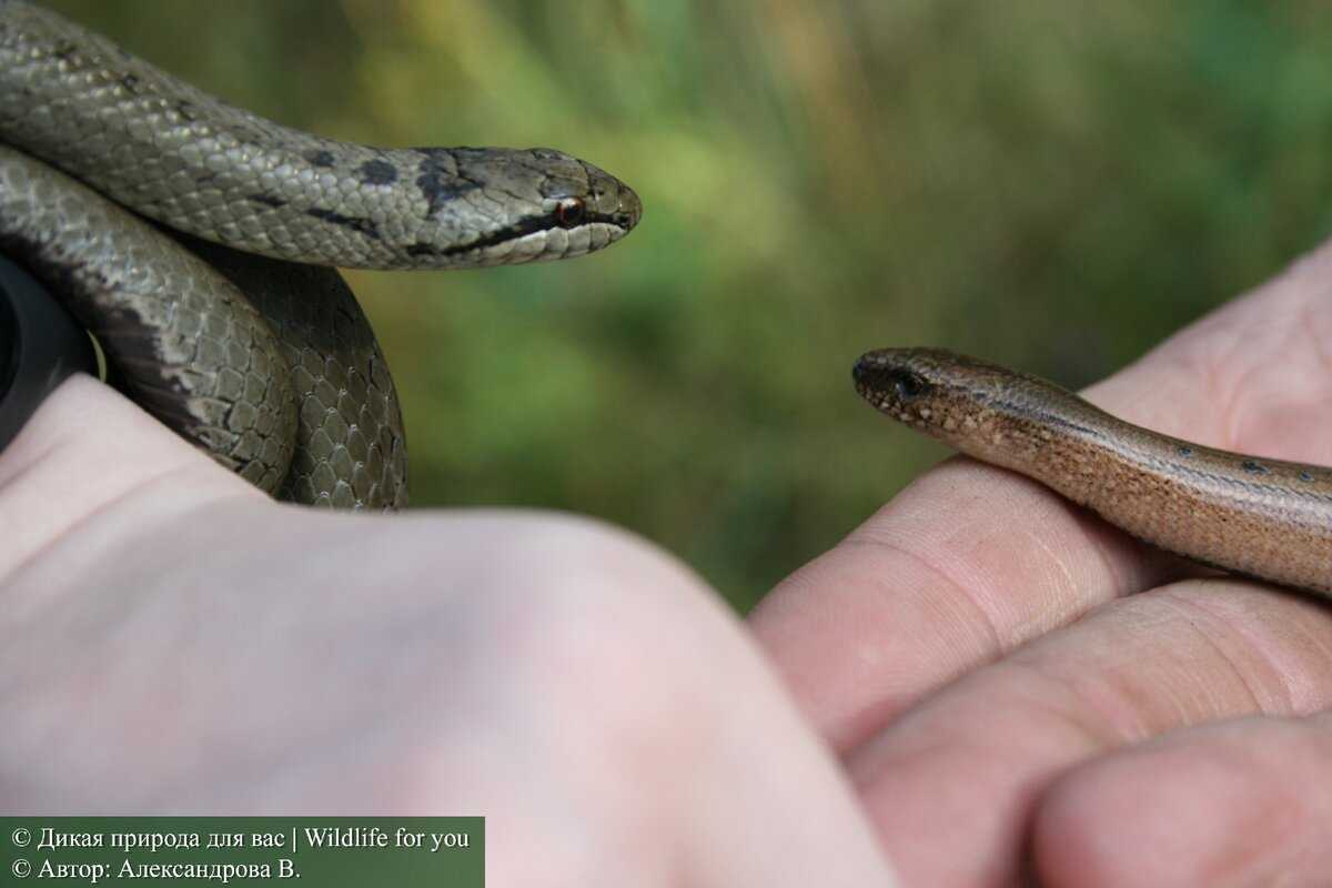 Медянка обыкновенная (змея): ядовитая или нет для человека, фото и описание