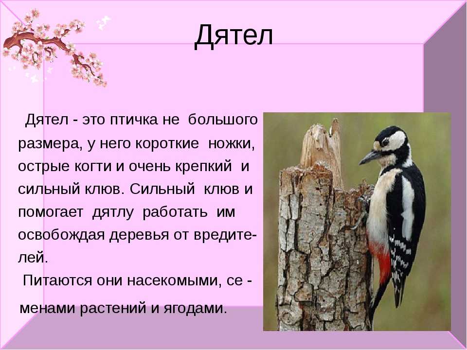 Краткое сообщение о птицах. Рассказ про дятла. Дятел описание птицы. Доклад про дятла. Про дятел для детей рассказать.