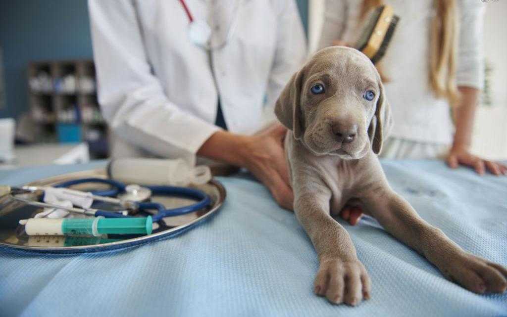 Парвовирусный энтерит у собак — диагностика и лечение