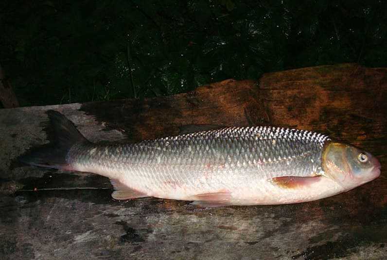 Вырезуб рыба. описание, особенности, виды, образ жизни и среда обитания вырезуба