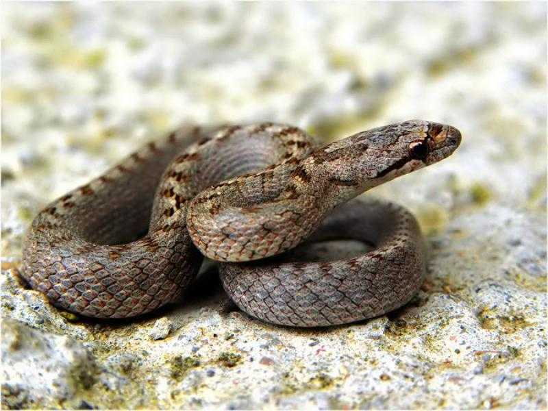 Змея медянка обыкновенная – фото и описание