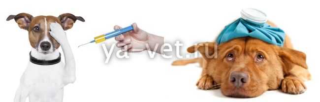 Гепатит у собак