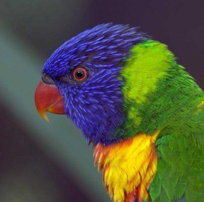 Виды средних попугаев: названия, описание, фото, размеры