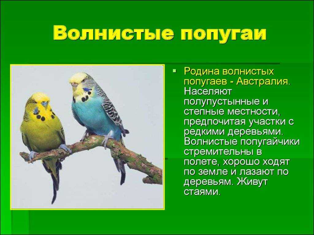 Родина волнистых попугаев