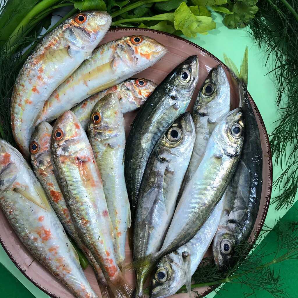 Ставрида — что это за рыба, чем полезна и как ее готовить?