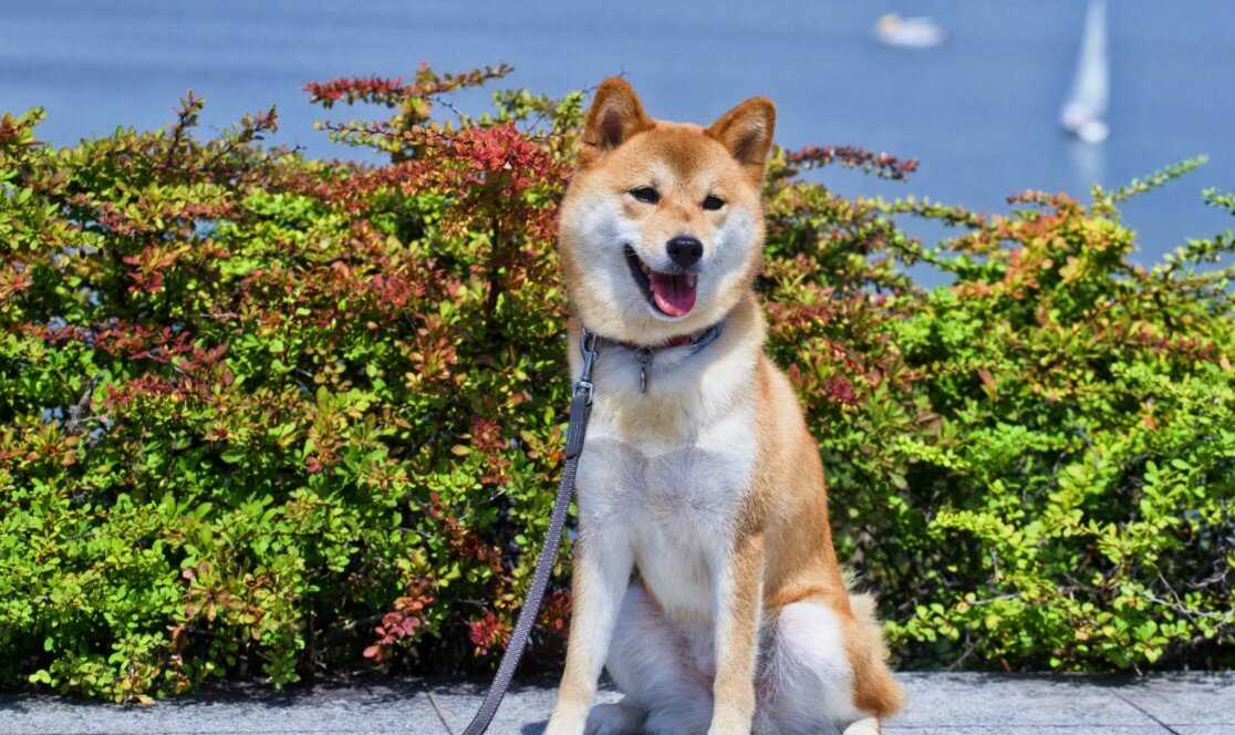 Шиба (сиба) ину: японская собака – происхождение и характер, особенности и уход | блог ветклиники "беланта"