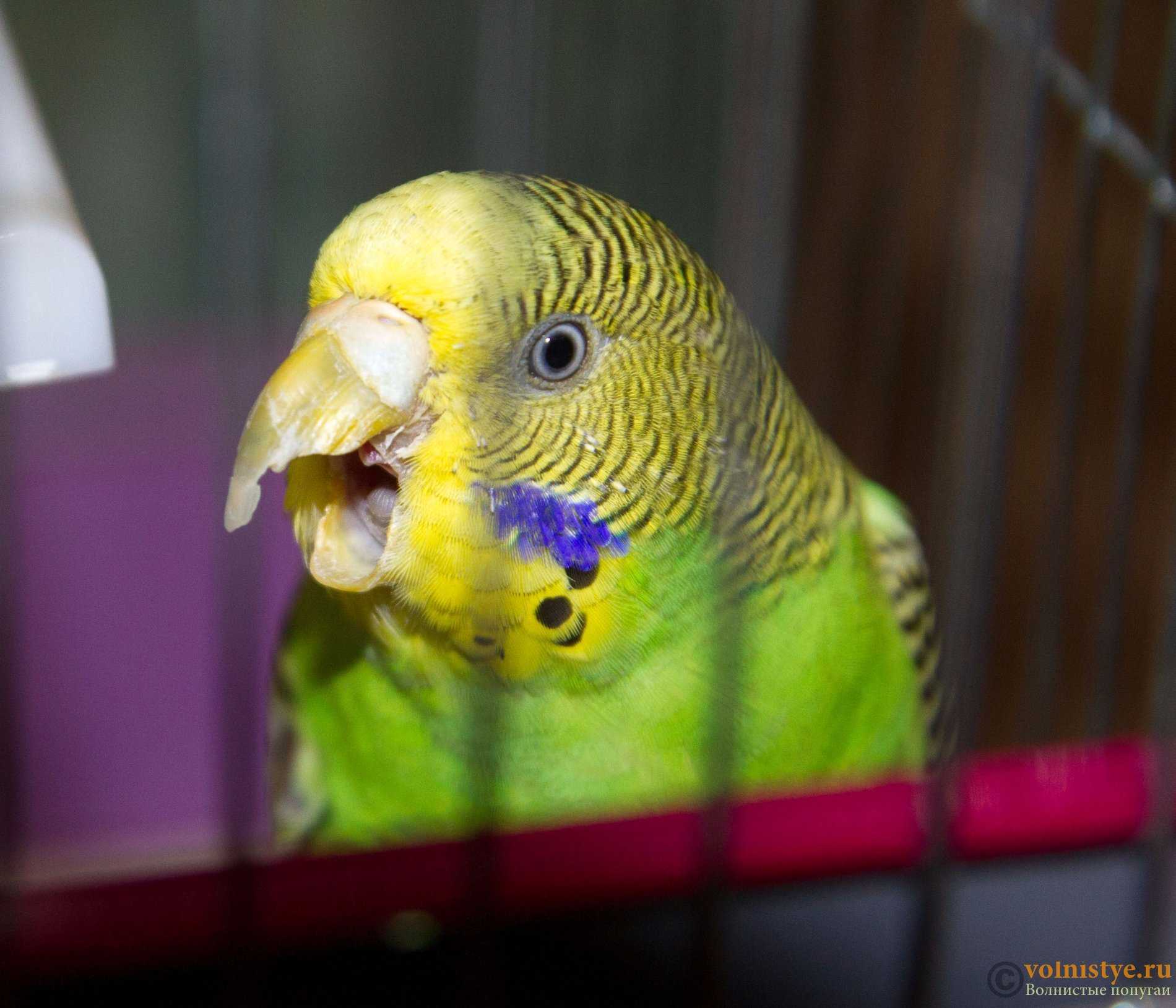 Почему попугай скрипит или щелкает клювом: плохо или нет