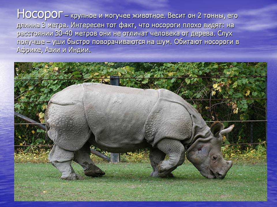 Всё о носорогах