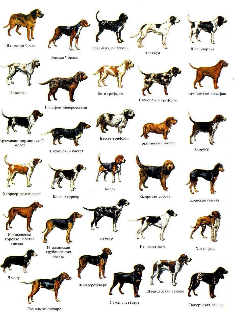 Средние породы собак Описания, особенности, названия и виды средних пород собак Статья подробно расскажет о средних породах собак, их особенностях и образе жизни