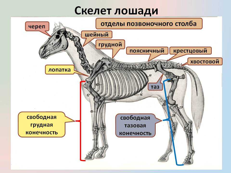 Скелет пояса задних конечностей млекопитающих