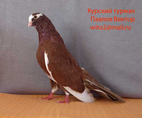 Курский турман сайт о чистокровных курских голубях