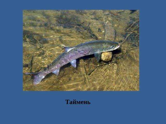 Рыба таймень: виды, описание и особенности обитания