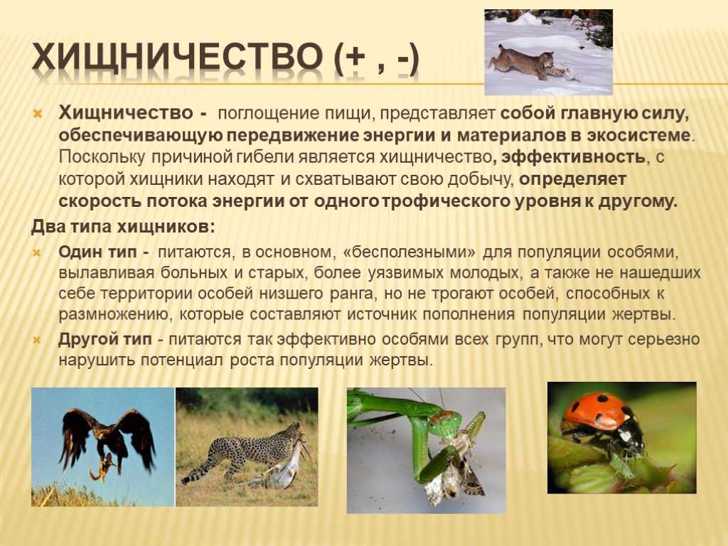 Хищничество тип взаимоотношений примеры. Взаимодействие популяций разных видов. Взаимоотношения животного и природы. Взаимоотношение популяций разных видов в экосистеме.