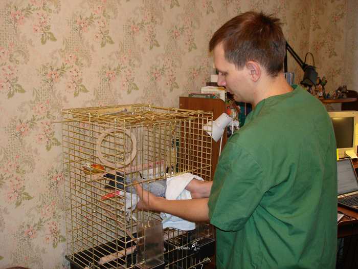 Как выпустить первый раз попугая из клетки? – 12-obezyan