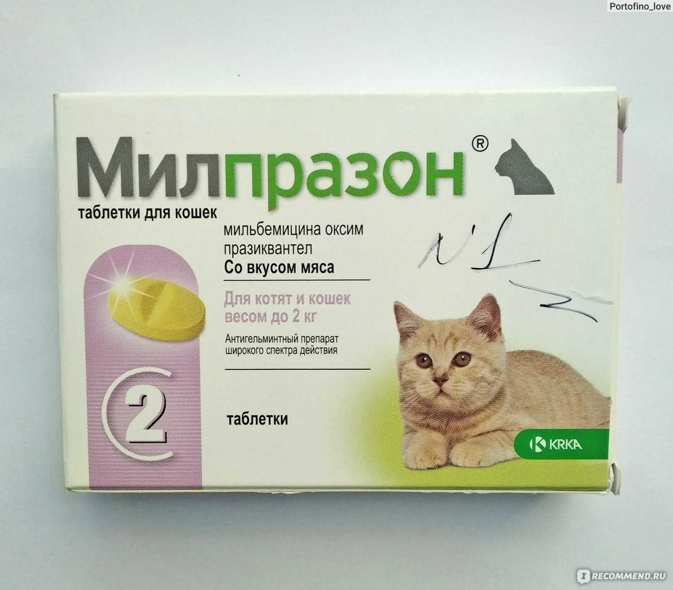 Как часто "глистогонить" кошку, если она домашняя, для профилактики, сколько раз давать таблетки?