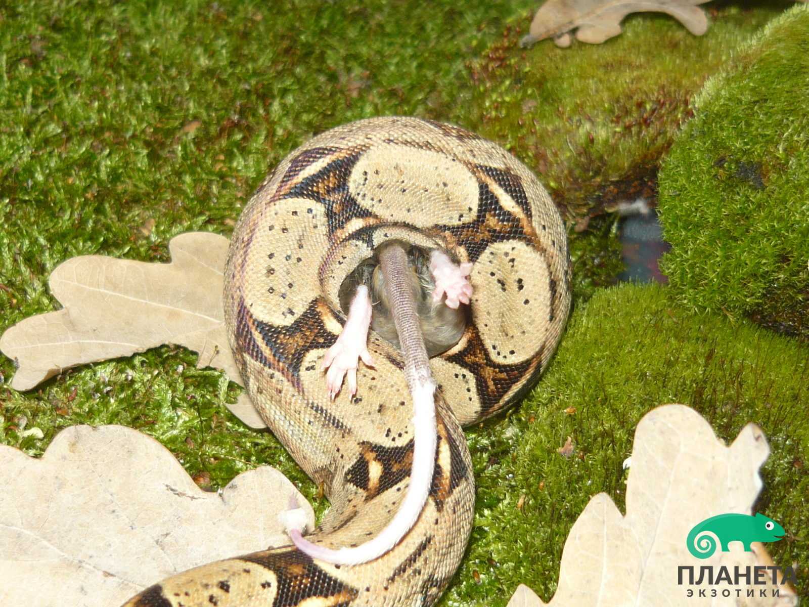 Змея удав (110 фото): виды и особенности, как отличить, размеры. окрас, сколько живут, что едят