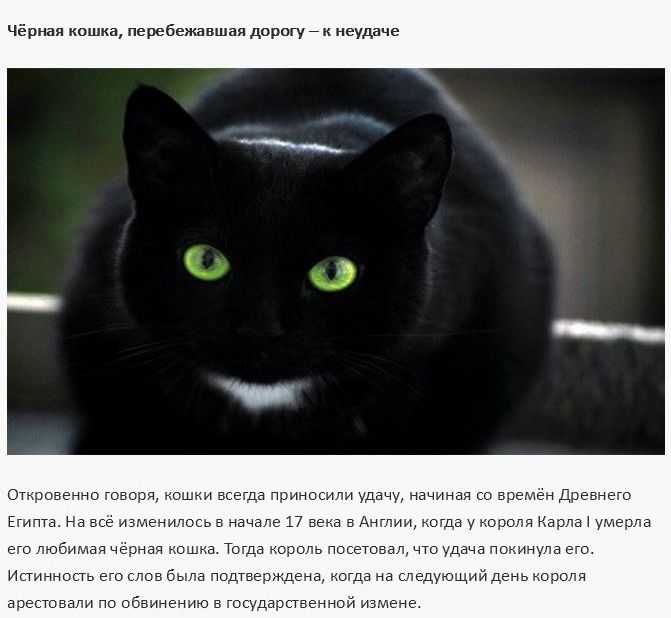 Народные приметы и суеверия про черную кошку