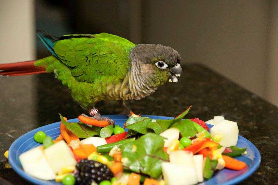 Что можно давать есть попугаю волнистому дополнительно?