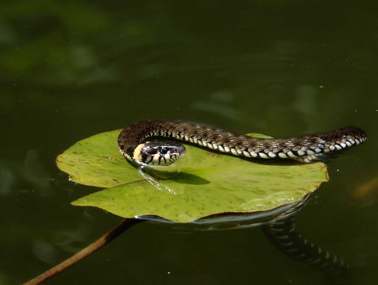 Где и как живут змеи в природных условиях и неволе