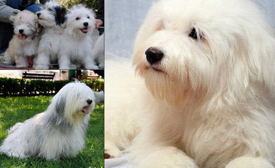 Одис (одесская домашняя идеальная собака) описание породы с фото, видео