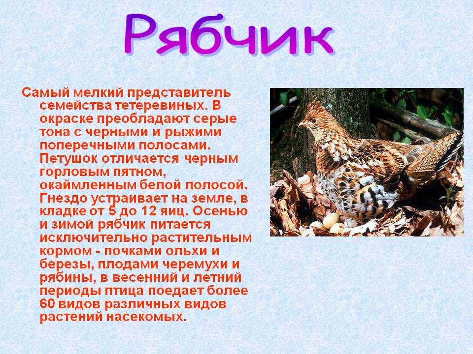 Рябчик — посадка, выращивание и уход