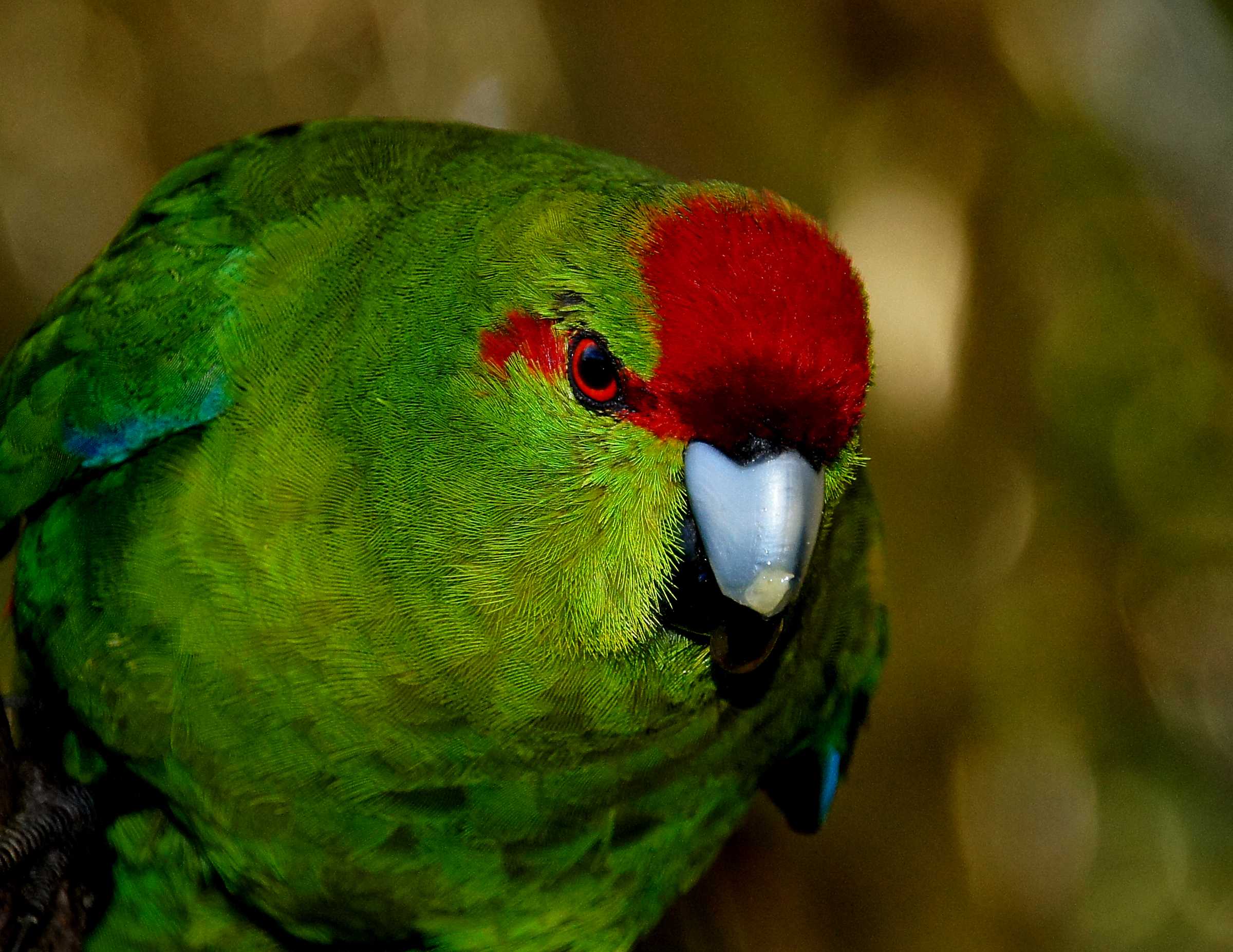 Новозеландский попугай какарик - уход и содержание в домашних условиях