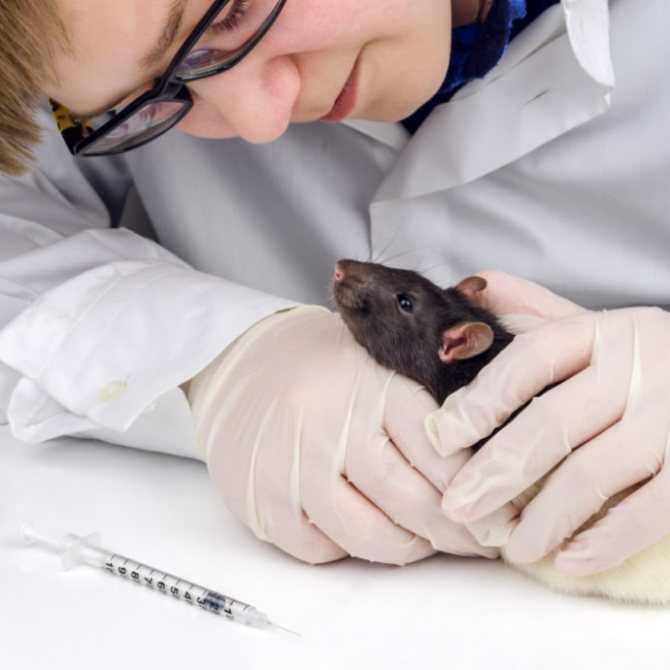 Причины чиханья декоративной крысы: почему чихает с кровью и без, признаки стресса и аллергии, опасные симптомы, профилактика и лечение болезней