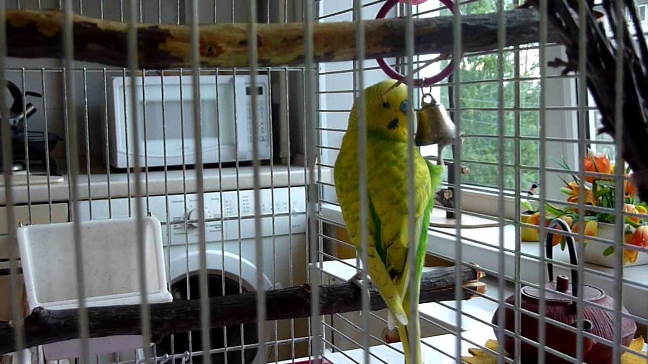 Адаптация волнистого попугая после покупки, когда выпускать из клетки