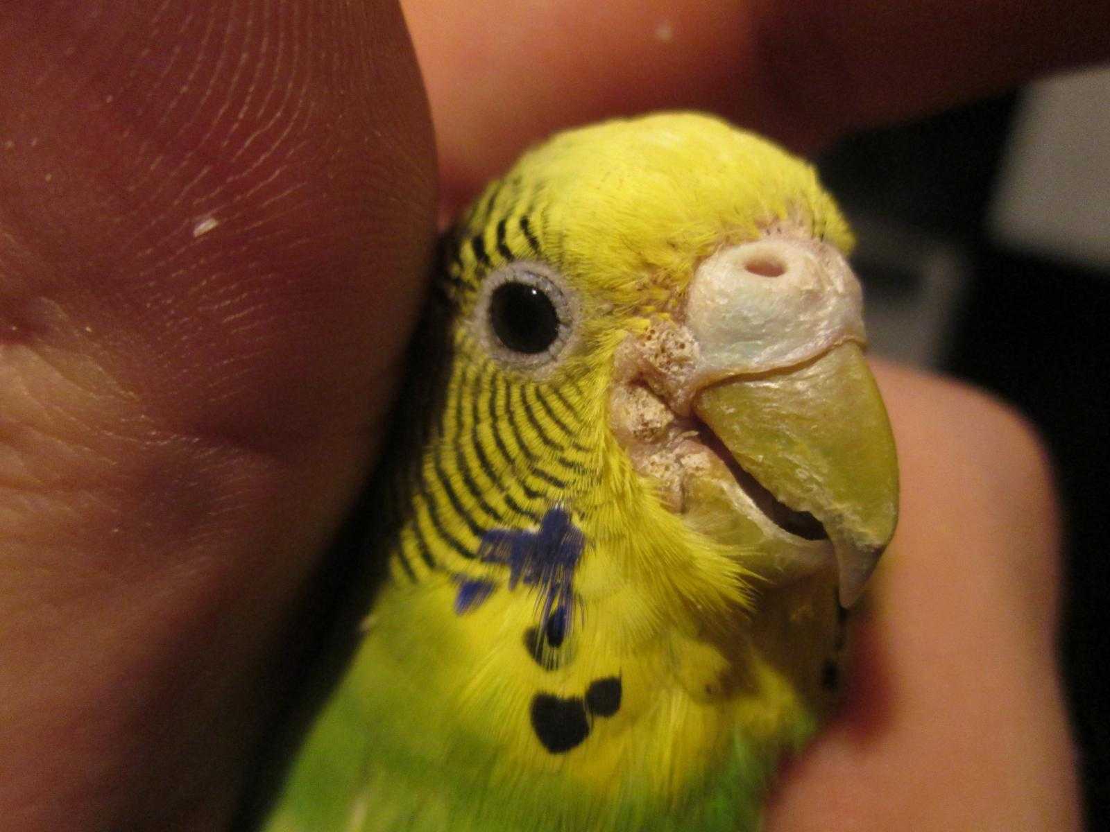 Почему кричит попугай корелла: 6 причин и как на них реагировать