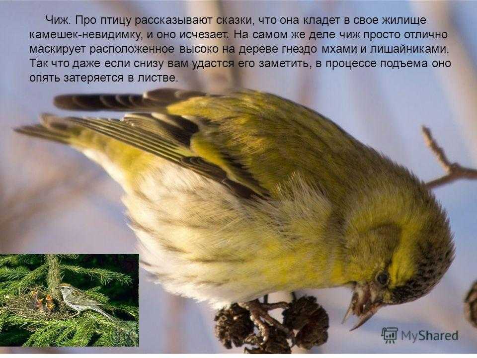 Птичка чижик фото и описание