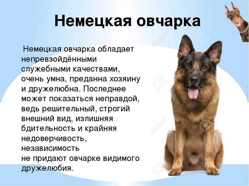 Шалайка (собака сулимова, шабака, квартерон): описание породы с фото
