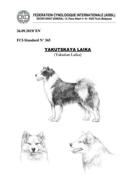 Якутская лайка: характеристика породы, фото и описание