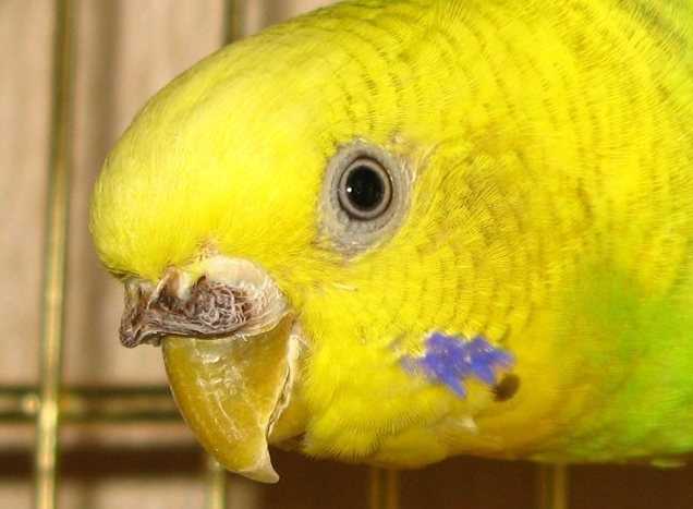 Почему у попугая слоится клюв?