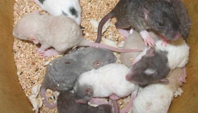 Беременная крыса: как понять, что она вынашивает крысят, сколько длится беременность, как узнать срок у домашнего грызуна, как определить с фото