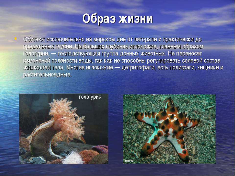 Морская звезда половое размножение. Иглокожие беспозвоночные животные. Иглокожие 5 класс биология. Тип иглокожие класс морские звезды. Образ жизни иглокожих.