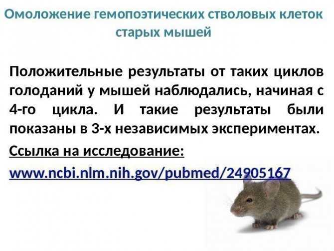 Разновидности домашних мышей и сколько они живут?