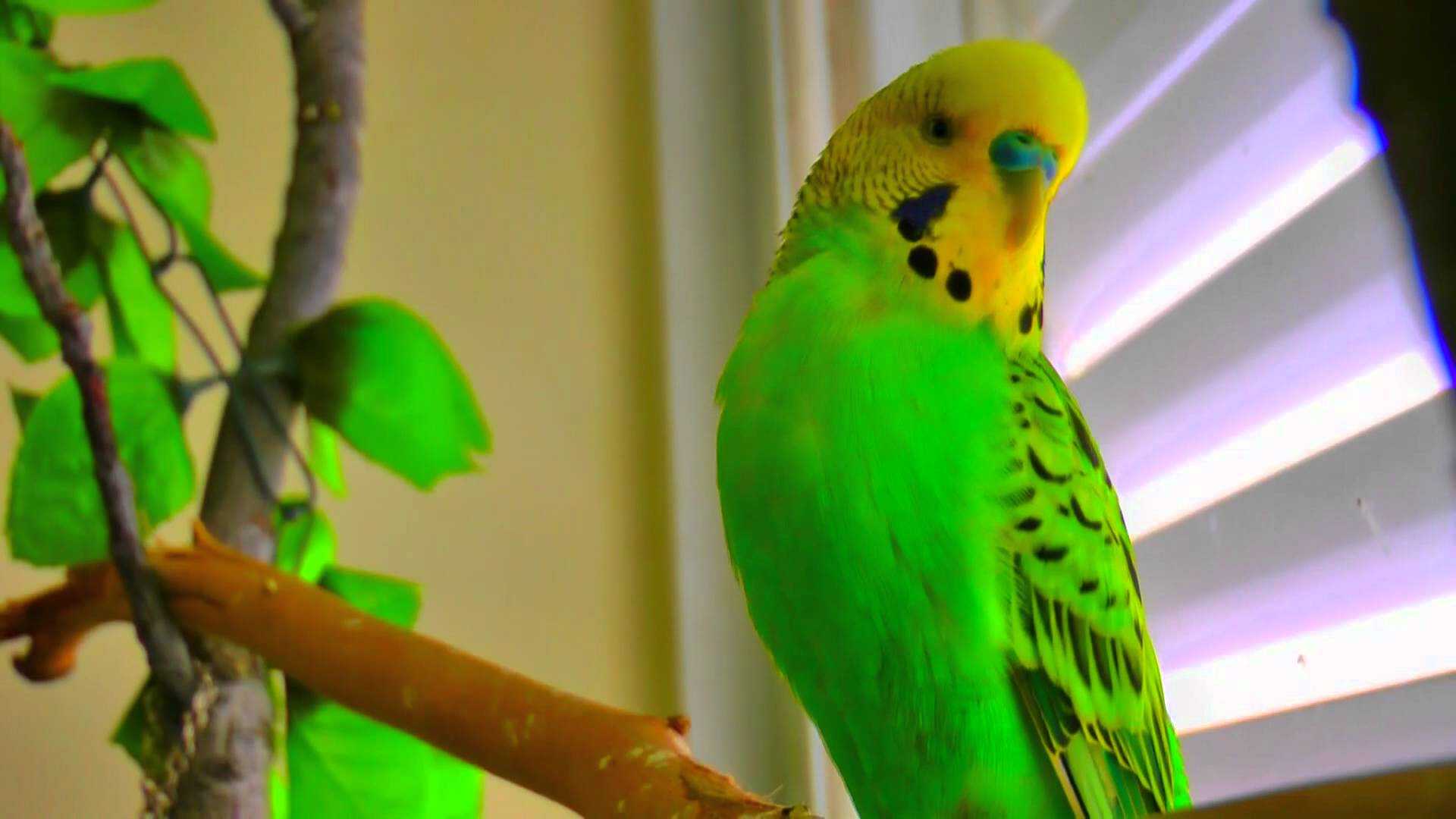 Волнистый попугайчик : фото, видео, содержание и размножение