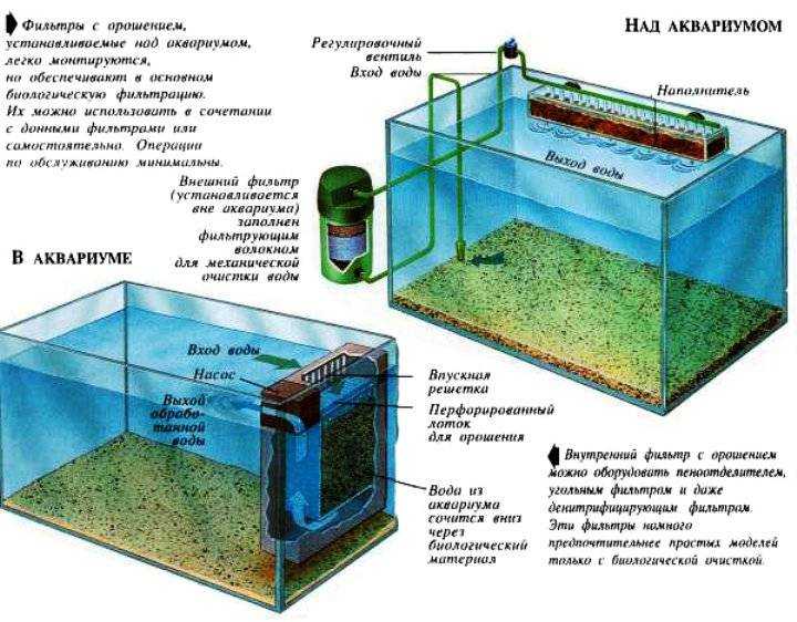 Первые шаги аквариумиста – с чего начать? » аквабанка.ру - аквариумистика, аквариумные рыбы, растения, статьи