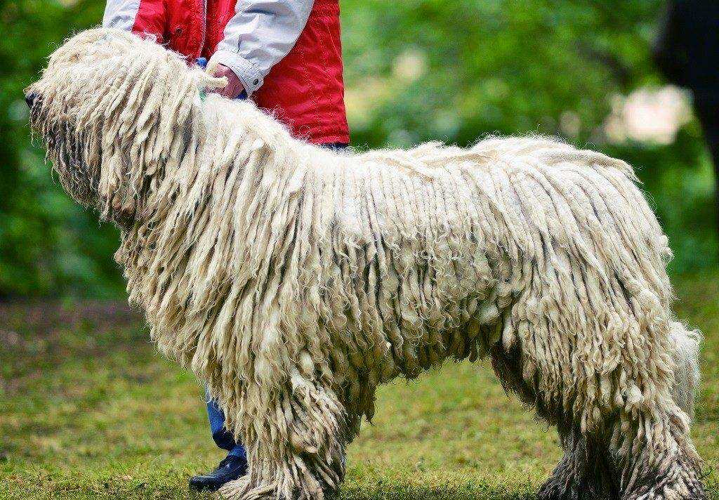 Венгерская овчарка (командор): описание породы | medeponim.ru
